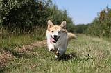 CORGI PEMBROKE 027